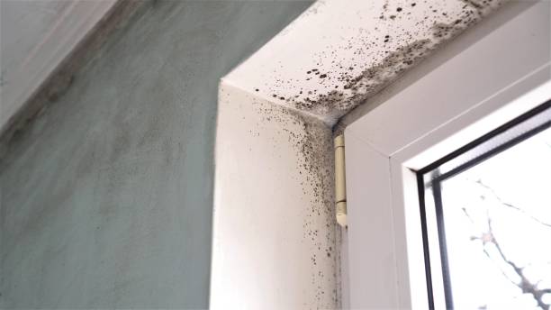 Best Biohazard Mold Removal  in Lake Bluff, IL